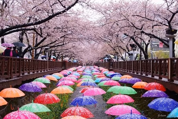 “Lim tim” canh dep tho mong cua dao Nami qua 4 mua thay la-Hinh-6