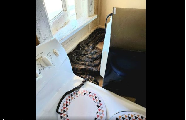 “Ta hoa” vi thay hai con tran khong lo lam to sau lo vi song