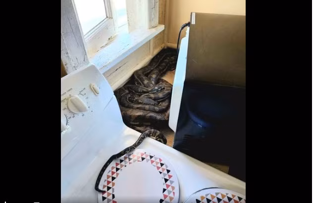 “Ta hoa” vi thay hai con tran khong lo lam to sau lo vi song