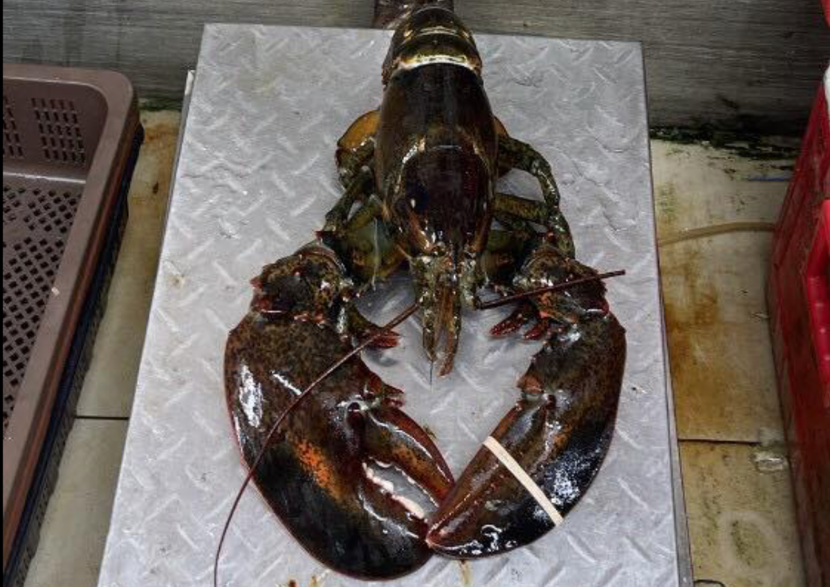 Hai san tuoi roi e khach, khach dua nhau san mua hang ngop chet