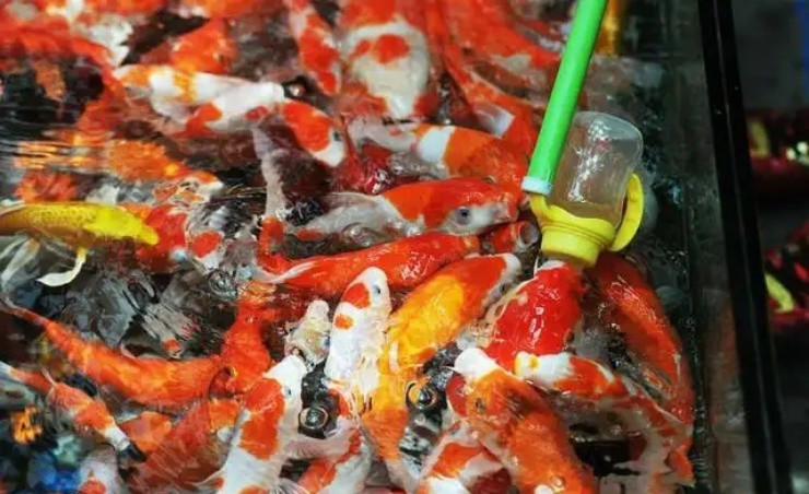 Cho cá bú bình... chủ kiếm gần trăm triệu/tháng - Hình 2 Cho ca bu binh... chu kiem gan tram trieu/thang-Hinh-2