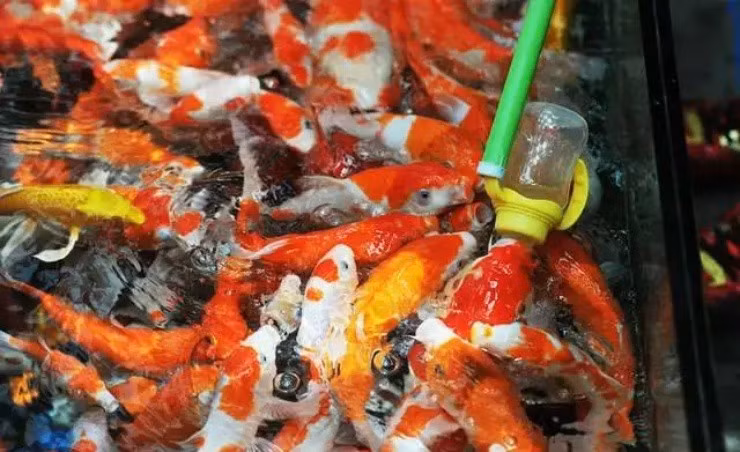 Cho ca bu binh... chu kiem gan tram trieu/thang-Hinh-2