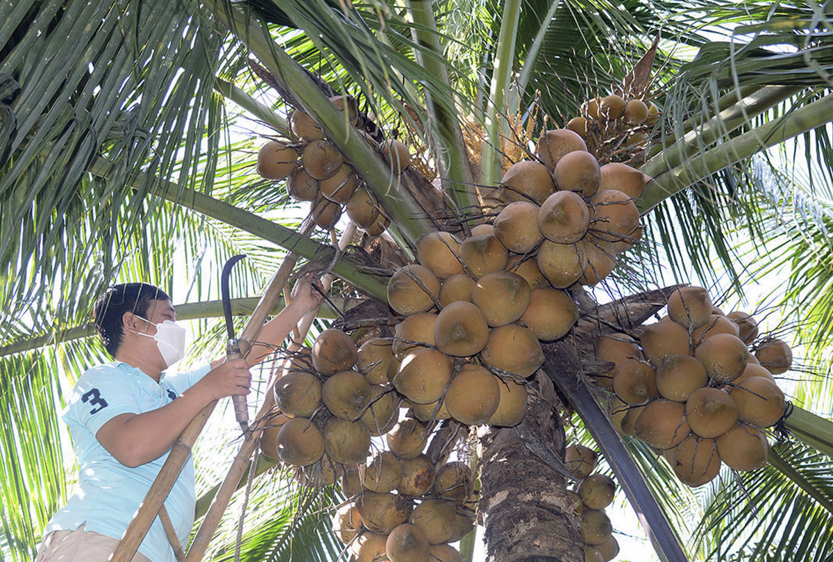 Dừa Việt xuất sang Trung Quốc, người Thái lo lặp lại kịch bản sầu riêng Dua Viet xuat sang Trung Quoc, nguoi Thai lo lap lai kich ban sau rieng