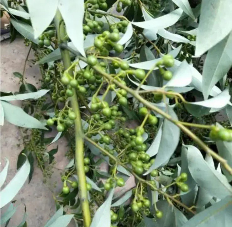 Loài cây quý như vàng, từ thân đến quả đều “hái ra tiền” - Hình 2 Loai cay quy nhu vang, tu than den qua deu “hai ra tien”-Hinh-2