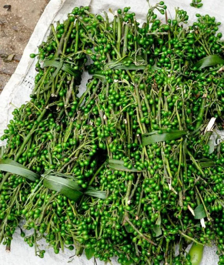 Loài cây quý như vàng, từ thân đến quả đều “hái ra tiền” - Hình 3 Loai cay quy nhu vang, tu than den qua deu “hai ra tien”-Hinh-3