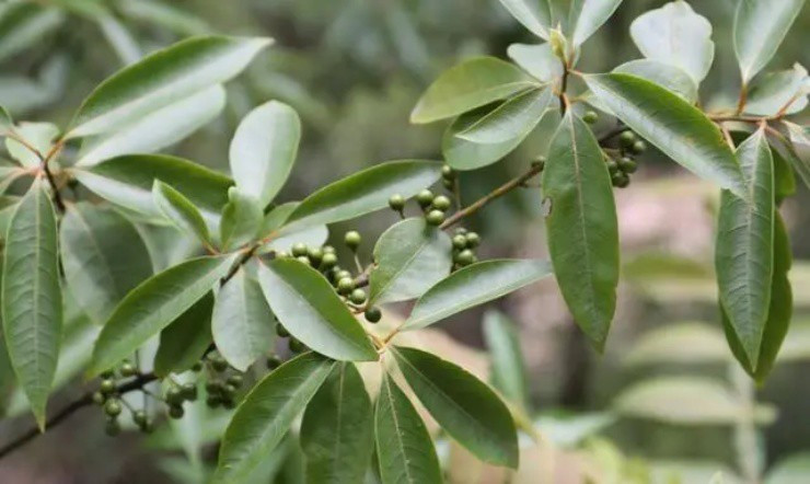 Loài cây quý như vàng, từ thân đến quả đều “hái ra tiền” Loai cay quy nhu vang, tu than den qua deu “hai ra tien”