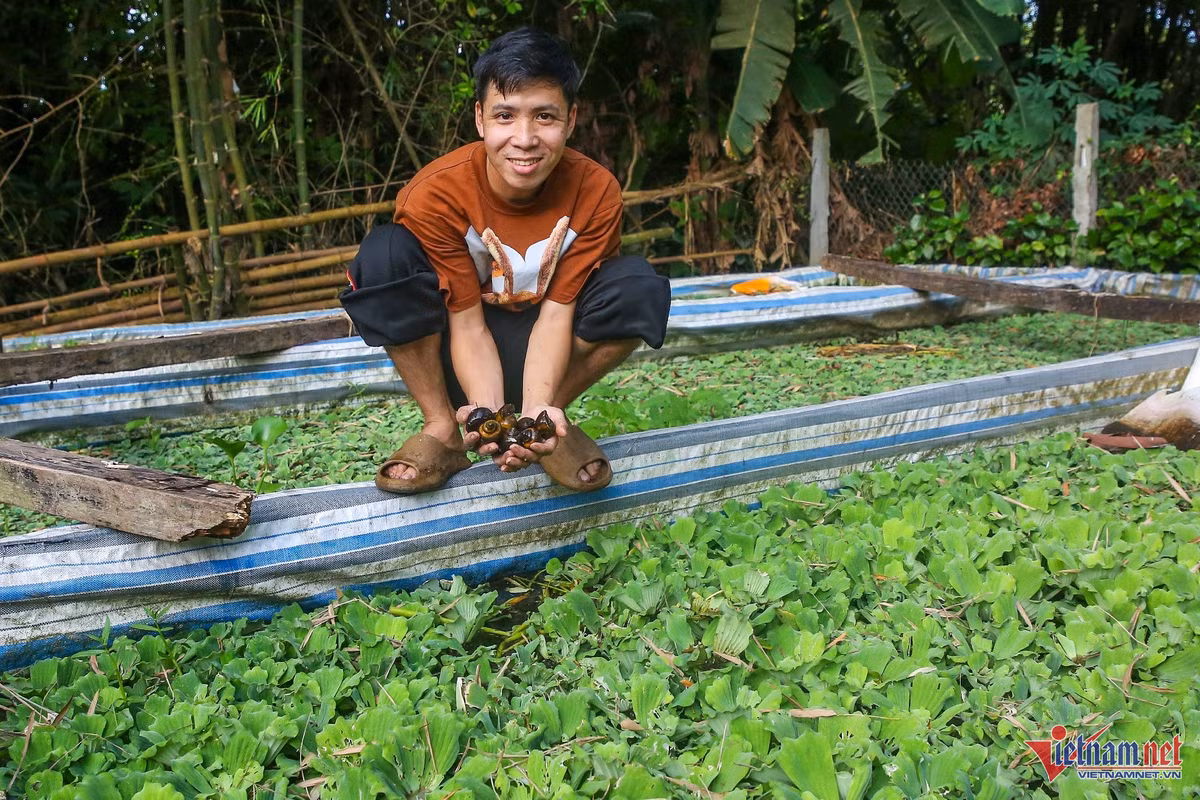 Ky su cong nghe ve que nuoi oc, thu nhe lai nua ty moi nam