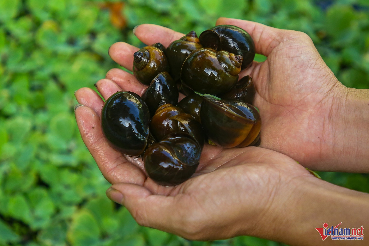 Kỹ sư công nghệ về quê nuôi ốc, thu nhẹ lãi nửa tỷ mỗi năm - Hình 2 Ky su cong nghe ve que nuoi oc, thu nhe lai nua ty moi nam-Hinh-2