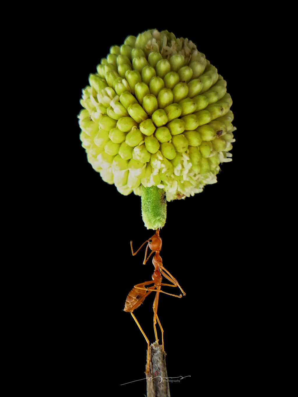 Khoảnh khắc đẹp mặt và đầy cảm xúc, bức ảnh nhanh chóng nhận được sự yêu thích trên mạng xã hội. Bức ảnh của tác giả D'ojans Jr chụp bằng điện thoại Sony xperia XZ với ống kính phụ.