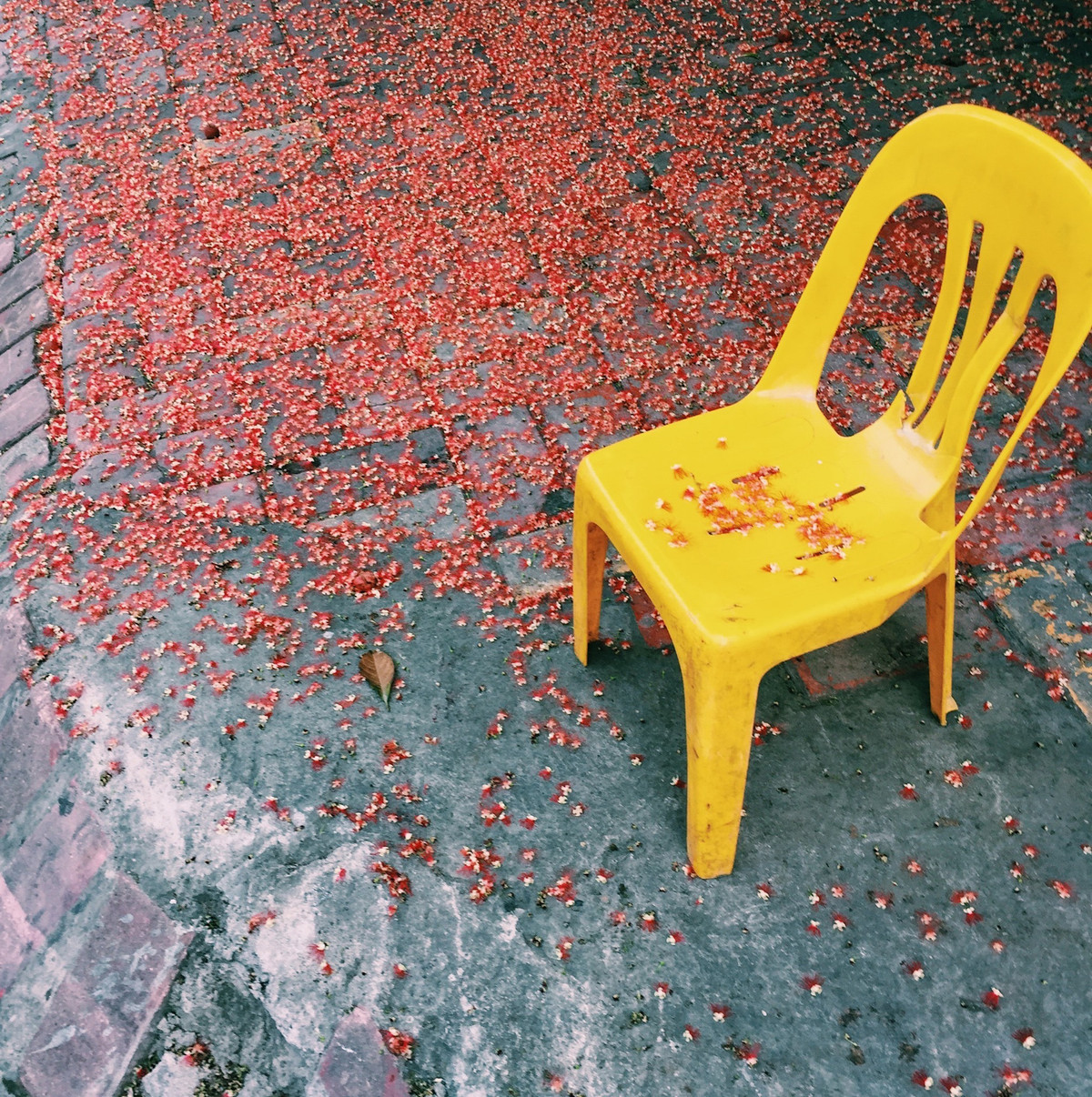 Những bông hoa Lộc Vừng rụng trên một vỉa hè, với chiếc ghế nhựa giản dị. Một chút gì đó phóng khoáng, một cảm giác bình yên và an lành. Đây là khung cảnh thường thấy ở rất nhiều điểm tại Hà Nội và cũng có nhiều tác phẩm đẹp được các nhiếp ảnh gia lưu lại. (Ảnh: Hoàng Gia Hà Phong)