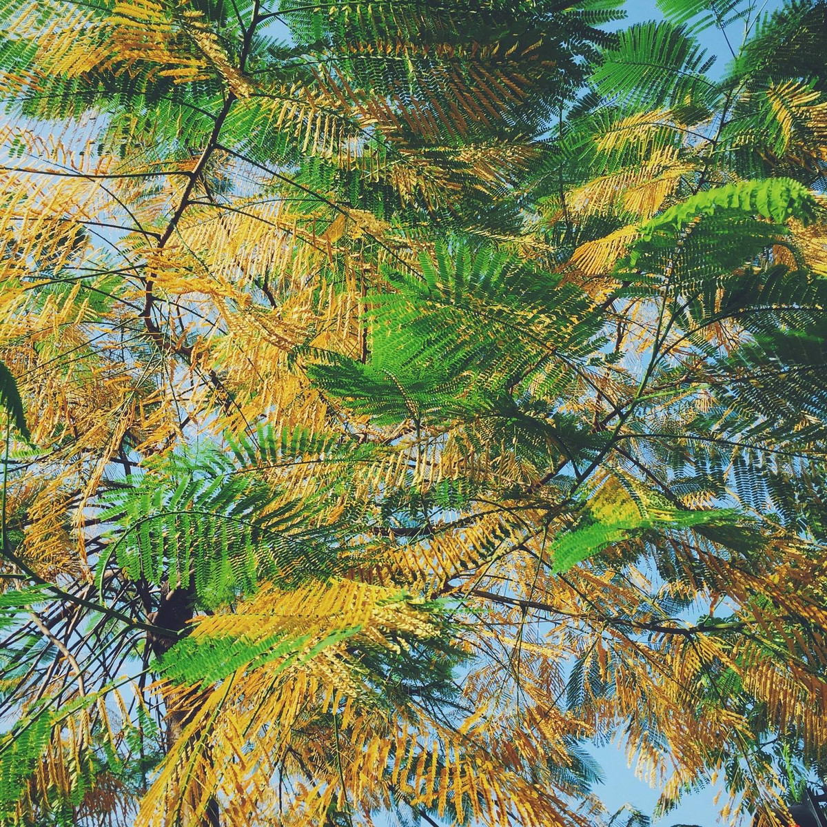 Những chiếc là vàng phần nào mang vẻ đẹp Hà Nội đi muôn nơi, chỉ có điều không mấy nghĩ tới lá hoa Phượng vàng cũng đẹp như vậy. (Ảnh: Hoàng Gia Hà Phong)