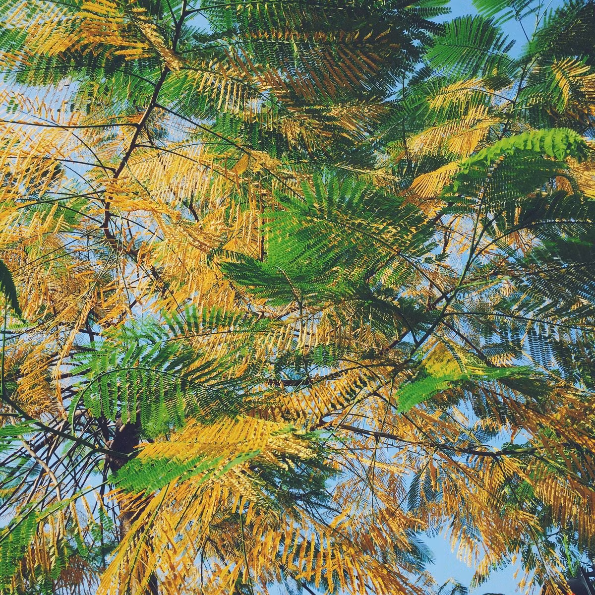 Những chiếc là vàng phần nào mang vẻ đẹp Hà Nội đi muôn nơi, chỉ có điều không mấy nghĩ tới lá hoa Phượng vàng cũng đẹp như vậy. (Ảnh: Hoàng Gia Hà Phong)