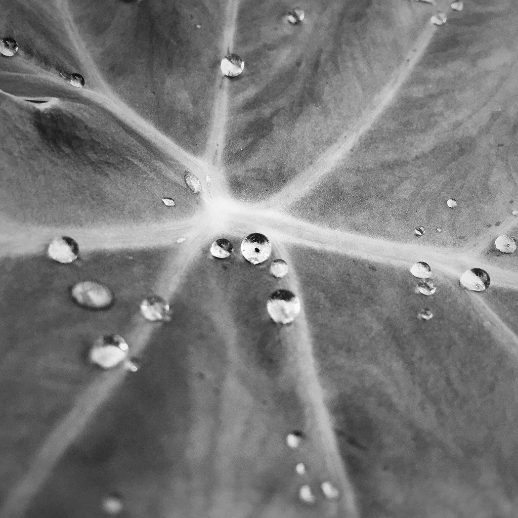 iphone 6 không được quảng bá với khả năng chụp cận cảnh (macro) của mình, tuy vậy bức hình giọt nước đọng trên lá này lại là minh chứng ngược lại. (Ảnh: Hoàng Gia Hà Phong)