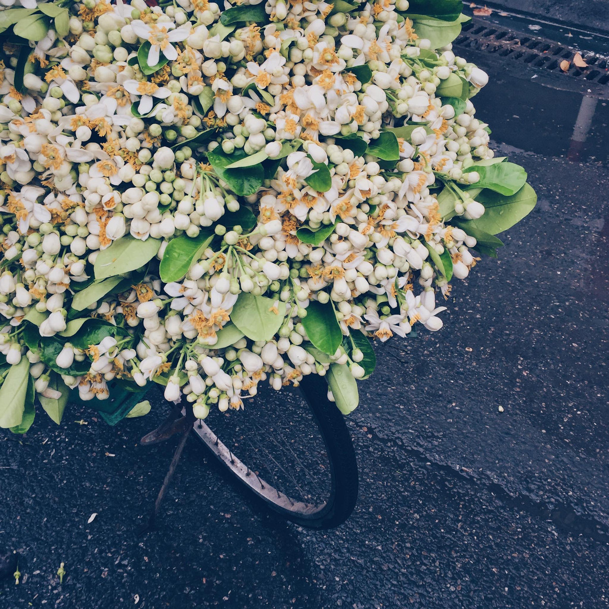 Hoa Bưởi tháng 2 mang hương thơm khó quên theo gió xuống phố. Một khung hình tưởng như chật hẹp lại mang đến một thông điệp đủ lớn. Có lẽ ai đó khi xem tấm hình này cũng cảm nhận được chút thi sĩ ở đây. Cái tiết trời tháng 2 Hà Nội còn vương chút xuân, thoang thoảng hương Bưởi dọc con phố đủ làm xao xuyến lòng người. (Ảnh: Hoàng Gia Hà Phong)