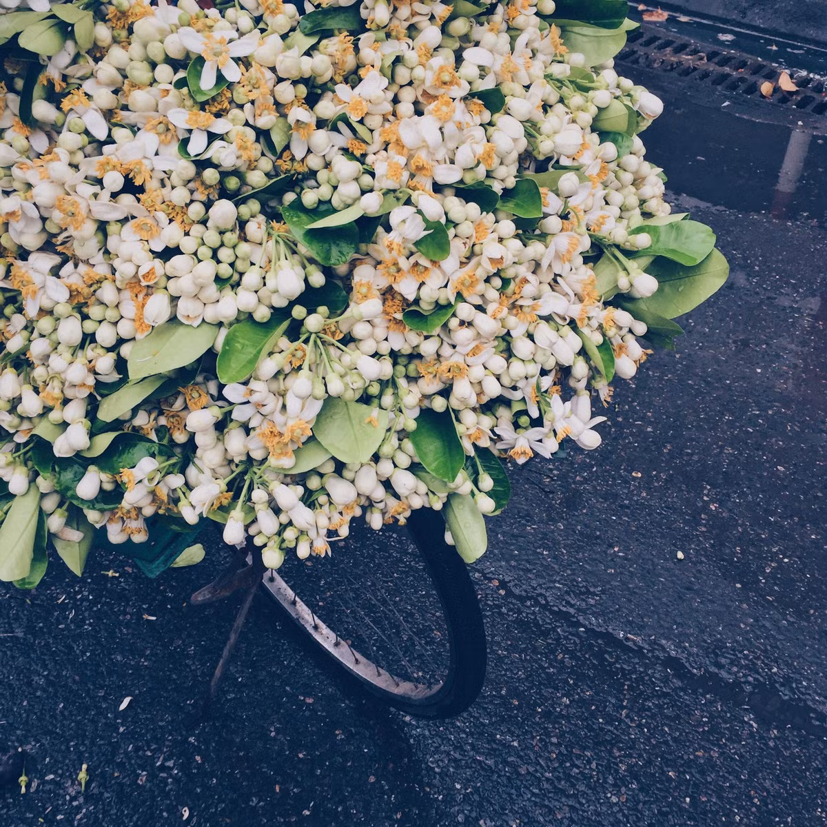 Hoa Bưởi tháng 2 mang hương thơm khó quên theo gió xuống phố. Một khung hình tưởng như chật hẹp lại mang đến một thông điệp đủ lớn. Có lẽ ai đó khi xem tấm hình này cũng cảm nhận được chút thi sĩ ở đây. Cái tiết trời tháng 2 Hà Nội còn vương chút xuân, thoang thoảng hương Bưởi dọc con phố đủ làm xao xuyến lòng người. (Ảnh: Hoàng Gia Hà Phong)