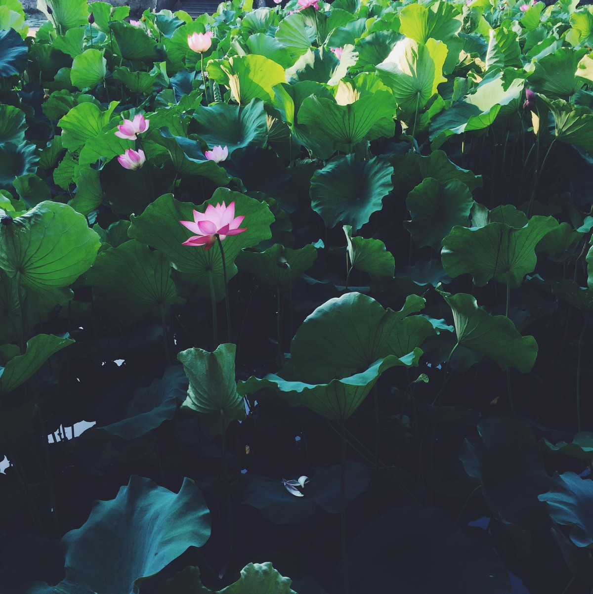 Một góc đầm sen Hà Nội, chất ảnh trong trẻo, thơ mộng. (Ảnh: Hoàng Gia Hà Phong)