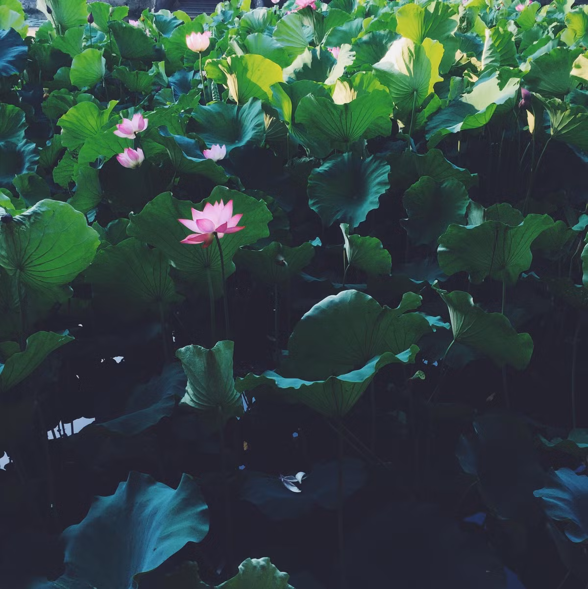 Một góc đầm sen Hà Nội, chất ảnh trong trẻo, thơ mộng. (Ảnh: Hoàng Gia Hà Phong)