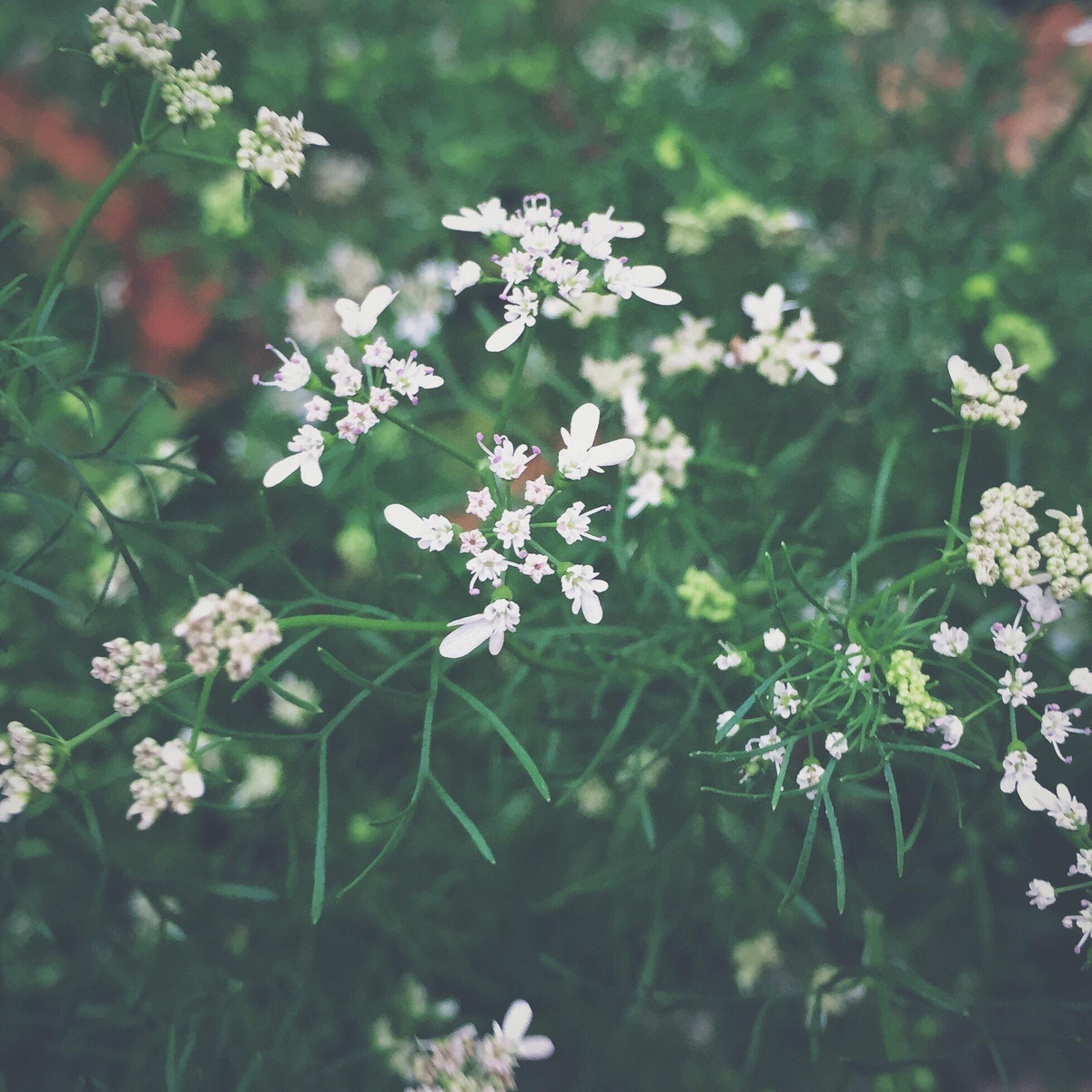 Bức ảnh hoa Mùi giản đơn mang một chút ẩm, một chút se se lạnh ngày những ngày xuân Hà Nội, một cảm giác đầy sức sống. (Ảnh: Hoàng Gia Hà Phong)