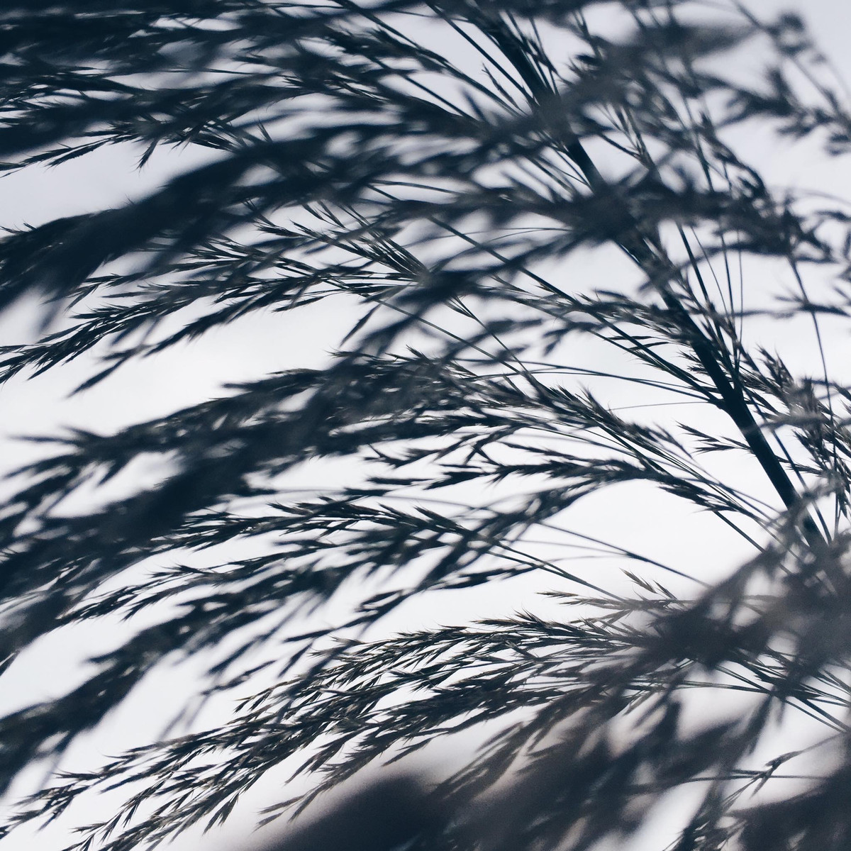 Bưc ảnh chụp lại nhành lá nghiêng mình theo gió đầu hạ, đâu đó tiếng xào xạc như khúc nhạc. Một tấm hình đen trắng gợi đến cảm giá từng con gió vờn lên má khi ta ngắm nhìn, một cảm giác rất thật, rất thân quen. (Ảnh: Hoàng Gia Hà Phong)