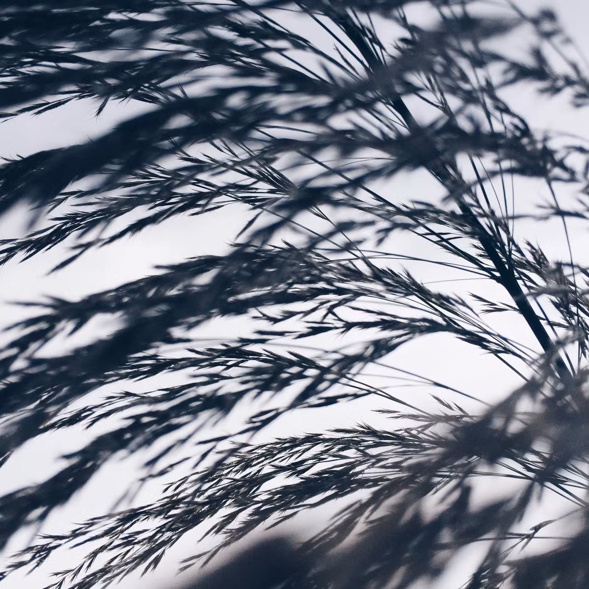 Bưc ảnh chụp lại nhành lá nghiêng mình theo gió đầu hạ, đâu đó tiếng xào xạc như khúc nhạc. Một tấm hình đen trắng gợi đến cảm giá từng con gió vờn lên má khi ta ngắm nhìn, một cảm giác rất thật, rất thân quen. (Ảnh: Hoàng Gia Hà Phong)