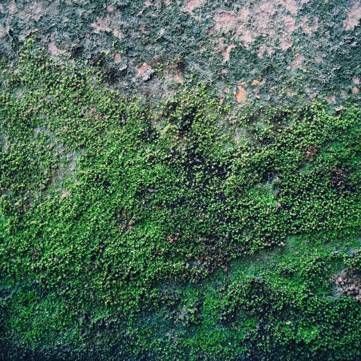 Hà Nội vốn đủ bốn mùa, những tấm tường rêu phong cũng không phải là ít. Với khung cảnh đời thường, những bức tường này luôn cho ta cảm giá ẩm ướt khó chịu. Với góc nhìn của mình Hà Phong cùng với chiếc iphone 6 lại mang đến một cảm giác tươi sáng, thanh nhẹ, đầy sức sống. (Ảnh: Hoàng Gia Hà Phong)