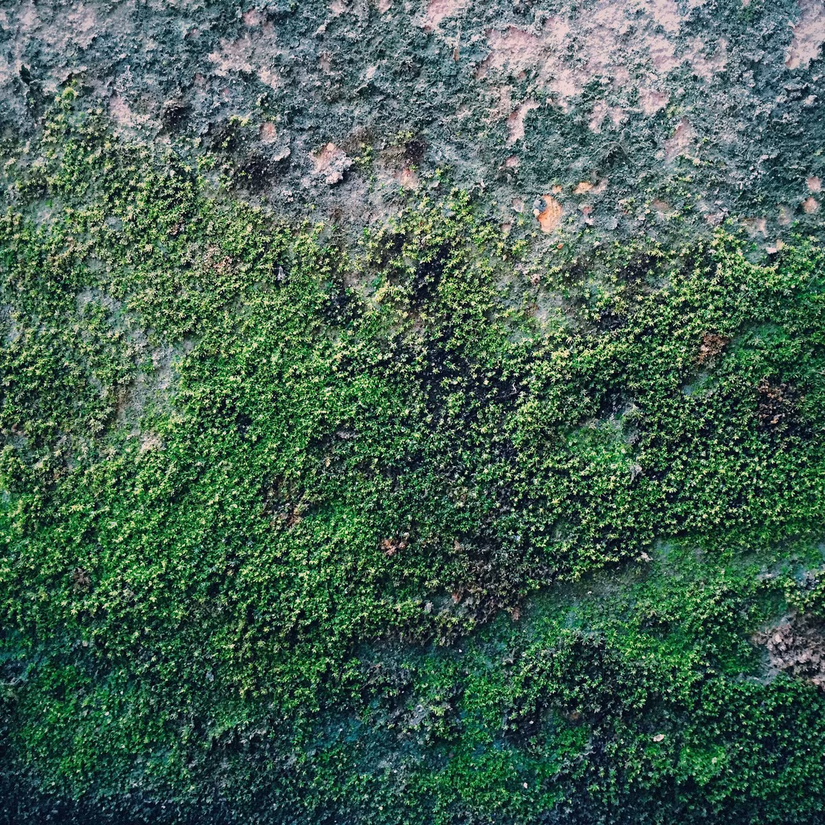 Hà Nội vốn đủ bốn mùa, những tấm tường rêu phong cũng không phải là ít. Với khung cảnh đời thường, những bức tường này luôn cho ta cảm giá ẩm ướt khó chịu. Với góc nhìn của mình Hà Phong cùng với chiếc iphone 6 lại mang đến một cảm giác tươi sáng, thanh nhẹ, đầy sức sống. (Ảnh: Hoàng Gia Hà Phong)