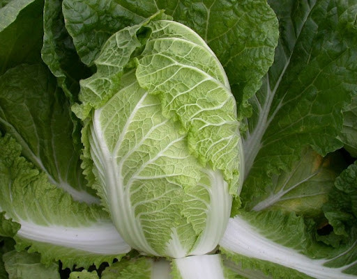 Tuy nhiên, formaldehyde lại là một thành phần hóa học có thể gây ra những tổn thương không thể phục hồi cho cơ thể con người. Nếu ăn cải thảo ngâm trong formaldehyde thường xuyên sẽ làm tăng nguy cơ mắc bệnh ung thư máu.