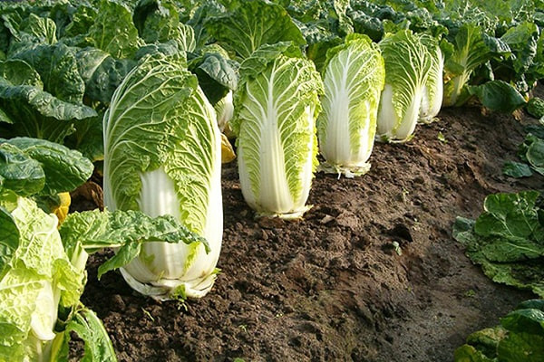 Đặc điểm thứ ba: Cải thảo bị thối gốc. Khi mua cải thảo, hãy nhìn vào gốc để đánh giá xem cải thảo có tươi hay không. Lý do là bởi, sau khi phun formaldehyde lên lá, cải thảo sẽ không dễ bị thối rữa, nhưng gốc lại không như vậy.