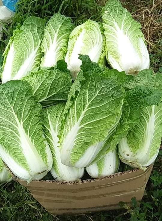 Đặc điểm thứ hai, không có một chiếc lá hỏng nào. Cải thảo chứa nhiều nước, nhiều hơi ẩm, vì thế nó rất dễ bị thối trong quá trình bảo quản. Khi mua cải thảo về nếu thấy bên ngoài bắp cải không có lá thối thì không nên mua.