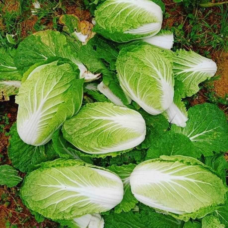 Trên thực tế, loại cải thảo quá tươi chưa chắc đã là cải thảo ngon. Một số người bán để tối đa hoá lợi nhuận sẽ phun một ít formaldehyde lên cải thảo, khiến chúng vài ngày vẫn còn tươi.