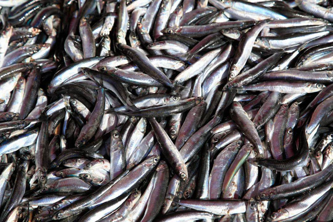 4. Trứng: Cá mú chắc hẳn rất quen thuộc với mọi người, trong trứng của nó có chứa một loại độc tố thần kinh không màu và không vị gọi là “ciguatoxin” . Độc tố này vô hại đối với bản thân cá, nhưng lại rất nguy hiểm cho người ăn.