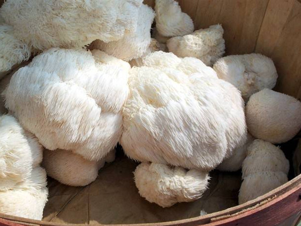 Vì vậy, uống nước nấm hầu thủ vào mỗi buổi sáng cũng có thể thúc đẩy nhu động đường tiêu hóa, thúc đẩy bài tiết phân đen, loại bỏ độc tố và rác đường tiêu hóa, góp phần tăng cường sức khỏe đường tiêu hóa.