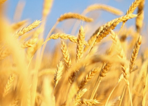 Một thứ nước nữa là nước lúa mạch. Chất xơ trong lúa mạch vô cùng phong phú, giúp bài tiết rác thải trong dạ dày và ruột. Dùng lúa mạch ngâm nước vào mỗi buổi sáng để uống sẽ thúc đẩy nhu động của đường tiêu hóa hiệu quả hơn, cải thiện chức năng của dạ dày, khiến dạ dày ngày càng tốt hơn.