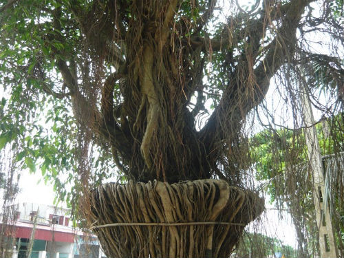 Cây sanh của ông Nguyễn Hữu Hội (Tĩnh Gia, Thanh Hóa) độc đáo hiếm có ở Việt Nam, với bộ rễ cây được uốn thành hình bình hoa, bó sát nhau, được trả giá 1,1 tỷ đồng, nó thực sự xứng đáng với biệt danh: siêu cây cảnh tiền tỷ.