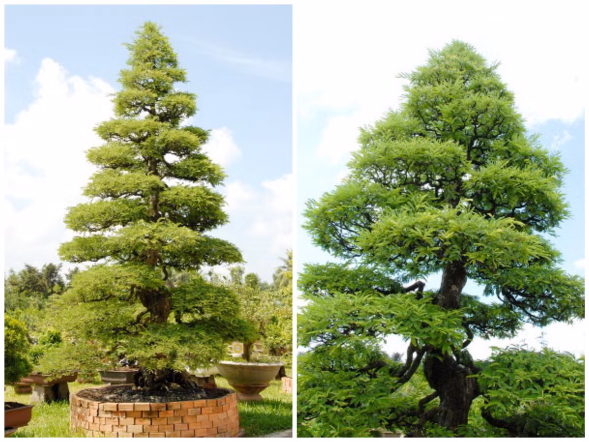 Một trong những cặp cây cảnh tiền tỷ được nhiều người biết đến là của ông Nguyễn Phước Lộc (Đồng Tháp). Với 150 tuổi, cao 4,5m, tán 1,5m, có hình dáng sửa lối sơn thủy, nhiều tầng lá rất đẹp, cặp kiểng me từng được định giá 4,2 tỷ đồng. Để chăm sóc cây, ông Lộc phải thuê riêng một người với mức lương 3 triệu đồng/tháng. 