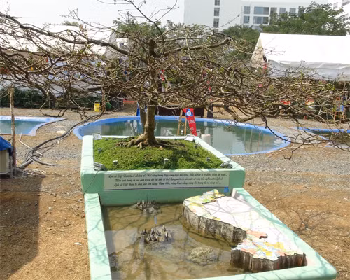 Năm 2014, tại hội chợ hoa xuân Phú Mỹ Hưng, cây mai “Anh hùng tương ngộ”, dưới gốc cây là mô hình bản đồ Việt Nam, với quần đảo Trường Sa, Hoàng Sa của anh Ngô Đăng Lâm (Bến Tre) được nhiều người chú ý, chiêm ngưỡng và thích thú. Dáng thân cây to, tán rộng, tuổi đời hơn 100 tuổi, cây mai cổ được cho là có trị giá hơn 1 tỷ đồng. 