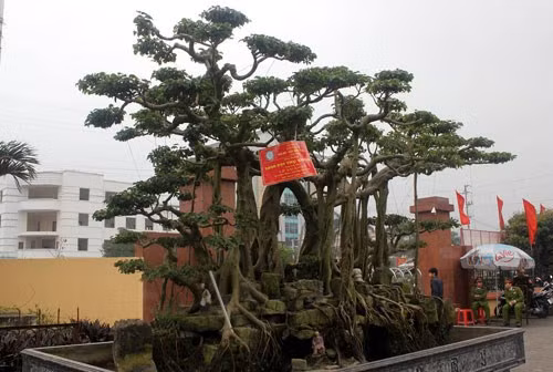 Nhiều cây cảnh thuộc loại quý hiếm, được chăm sóc cẩn thận, tỉ mỉ vì thế có giá trị rất cao. Cây đại thụ vân tùng của nghệ nhân Lê Xuân Kỳ (Ninh Bình) được định giá lên tới 10 tỷ đồng. 