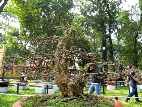 Cây mai cổ của nghệ nhân Phan Văn Lớn (Đồng Tháp) từng xuất hiện tại hội chợ Tao Đàn khiến nhiều người trầm trồ ngưỡng mộ. Với tuổi đời hơn 100 năm, cộng với thế mai độc đáo, cây mai này được định giá 2,5 tỷ đồng.