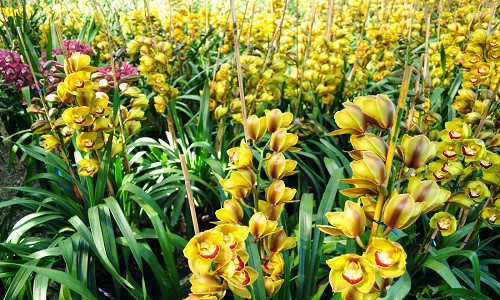 Hàng trăm bông địa lan cùng khoe sắc.