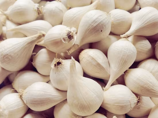 Tỏi cô đơn dường như là món quà kém sang để tặng vào dịp Tết. Tuy nhiên, khi hiểu về sản phẩm, nhiều người lại “chuộng” đặc sản có tên đặc biệt này. Tỏi cô đơn được trồng tại Đảo Lý Sơn, chỉ có duy nhất một tép, tất cả chất dinh dưỡng của cây tập trung vào đó.