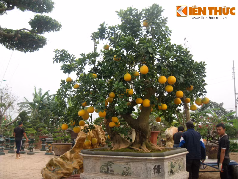 Ve dep hiem co cua buoi canh tram trieu o Ha Noi-Hinh-3