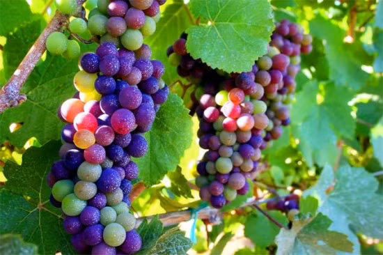 Không ít bà nội trợ khi nhìn thấy hình ảnh về loại nho cầu vồng kỳ lạ, có màu sắc rực rỡ như cầu vồng cảm thấy thích thú và săn lùng hạt giống về trồng. Khảo sát trên một số trang bán cây, quả online, một số nơi rao bán hạt giống của nho cầu vồng với giá 30.000 đồng/túi (gồm 20 hạt).