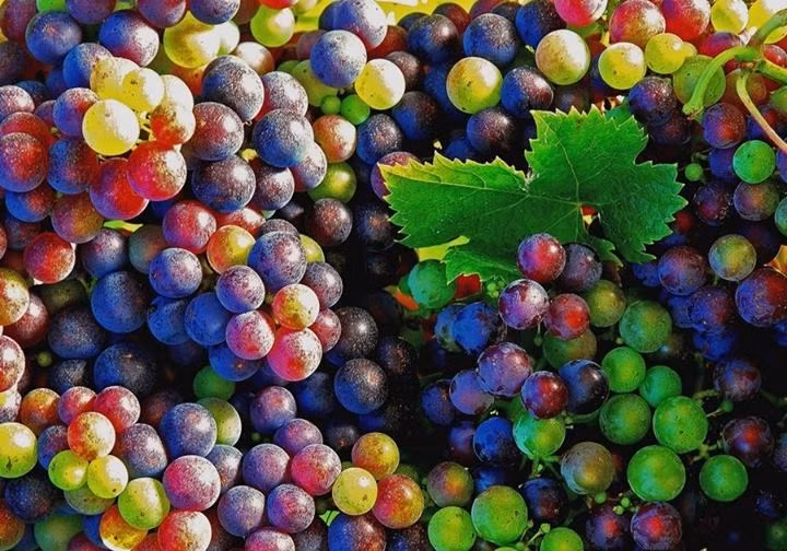 Khi hỏi về việc hạt giống có lên cây và cho chùm quả đủ các màu xanh, vàng, tím... bắt mắt hay không, chủ một gian hàng khẳng định nho sẽ cho các màu như vậy, song đây chỉ là một thời điểm trong quá trình nho chín, chuyển từ xanh sang vàng, hồng, tím nhạt rồi tím đậm.