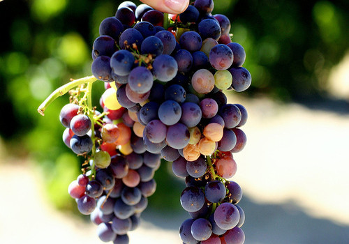 Do loài cây này ưa khí hậu khô và nhiều nắng, nên mùa đông không là thời điểm hoàn hảo cho các bà nội trợ trồng giống cây này - anh Nam cho biết thêm.