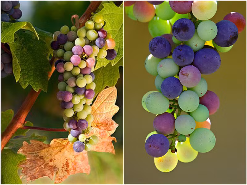 Thực chất đây chỉ là giống nho thông thường, không phải lai tạo hay là giống lạ. Màu sắc rực rỡ như cầu vồng xuất hiện ở thời điểm khởi đầu quá trình chín của từng trái.