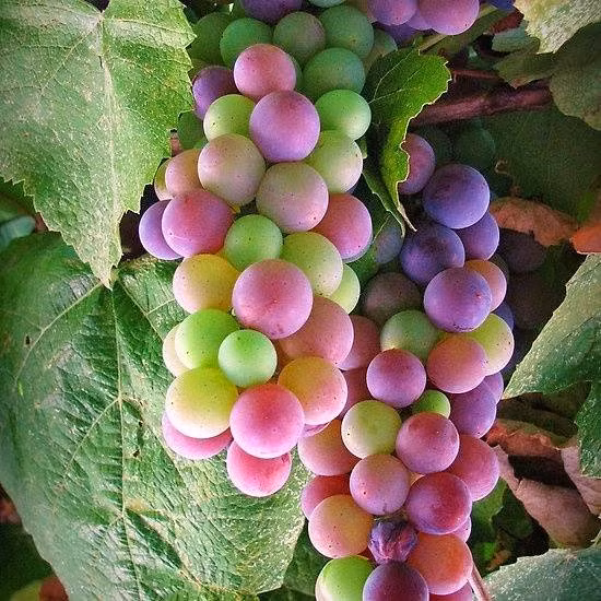 ... từ nhạt sang đậm, cuối cùng cả chùm nho vẫn có 1 màu giống hệt nhau, tùy vào từng loại thường thấy (nho tím, nho đỏ, nho nâu).