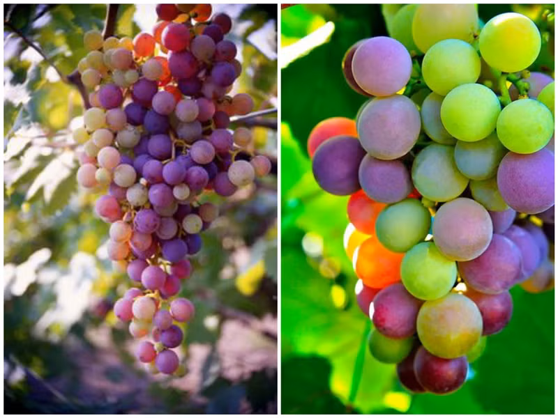 Cùng ngắm hình ảnh trái nho đang chuyển màu trong quá trình chín mọng.