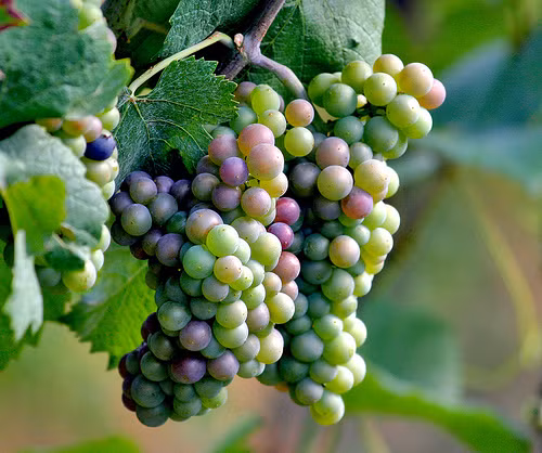 Khi bắt đầu, các quả xanh chuyển dần màu sắc...