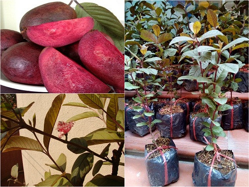 Oi tim la mat khien dan Ha Noi 