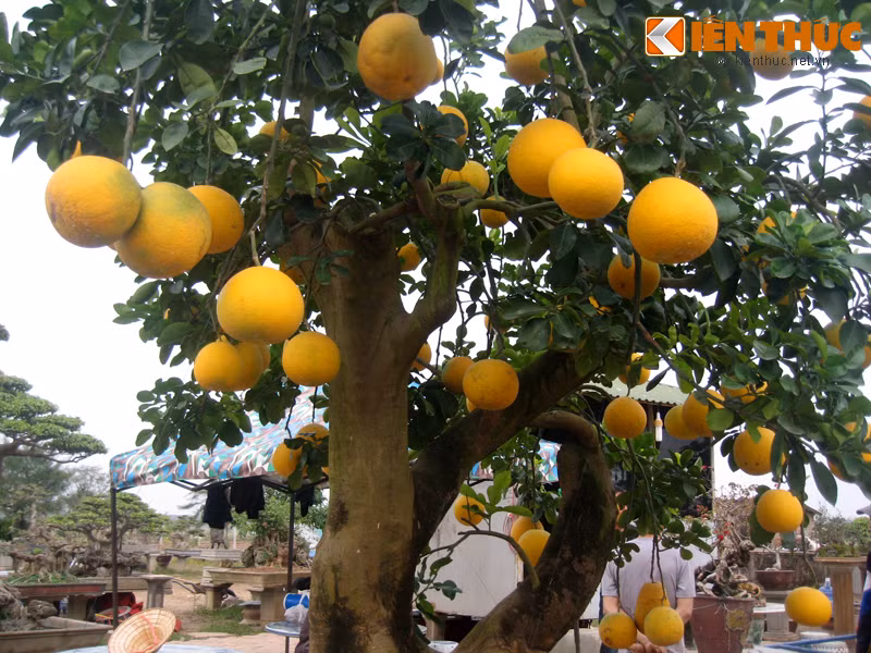 Ve dep hiem co cua buoi canh tram trieu o Ha Noi-Hinh-2